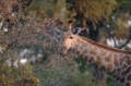 Giraffe closeup 2